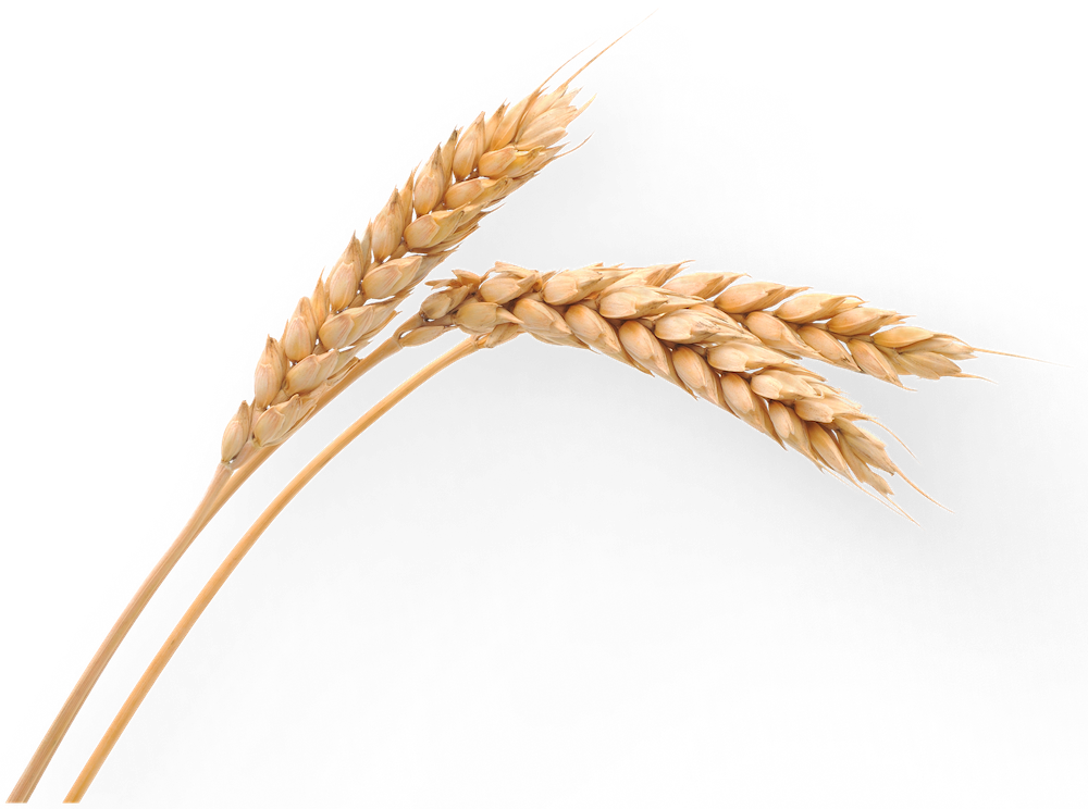 Wheat double